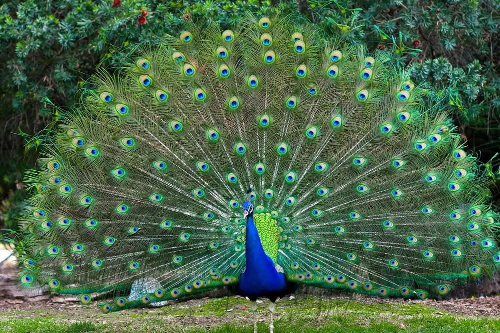 peacock captions for instagram in hindi