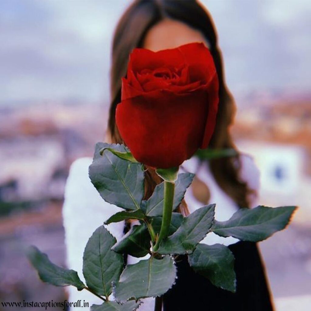 rose dp for instagram