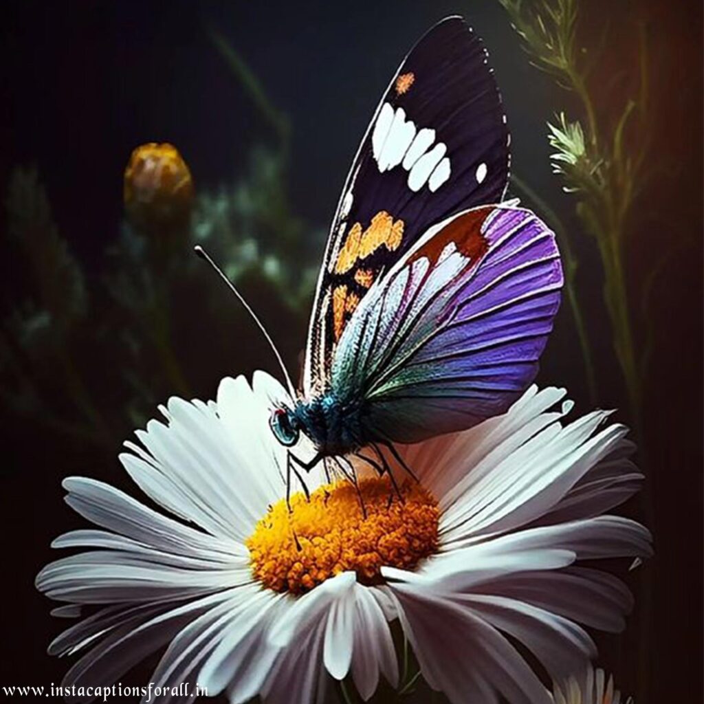 butterfly dp for instagram
